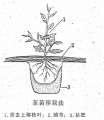 2025年2月4日 (二) 15:26版本的缩略图