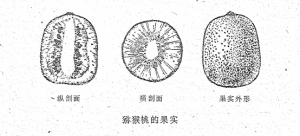 军地两用人才之友（续编本)图片-迷糊桃的果实.png