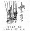 2025年2月4日 (二) 15:27版本的缩略图