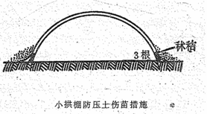 军地两用人才之友（续编本)图片-小拱棚防压土伤苗措施.png