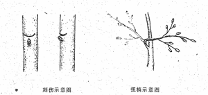 军地两用人才之友（续编本)图片-刻伤扭伤示意图.png