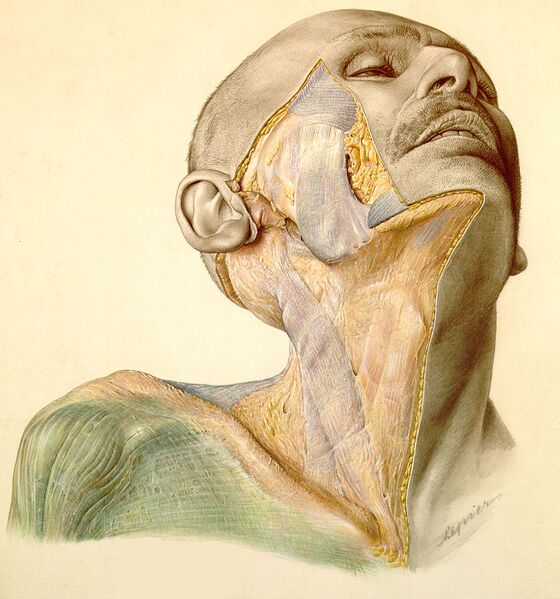 文件:Penkopf Atlas-Human-Anatomy Lungs.JPG